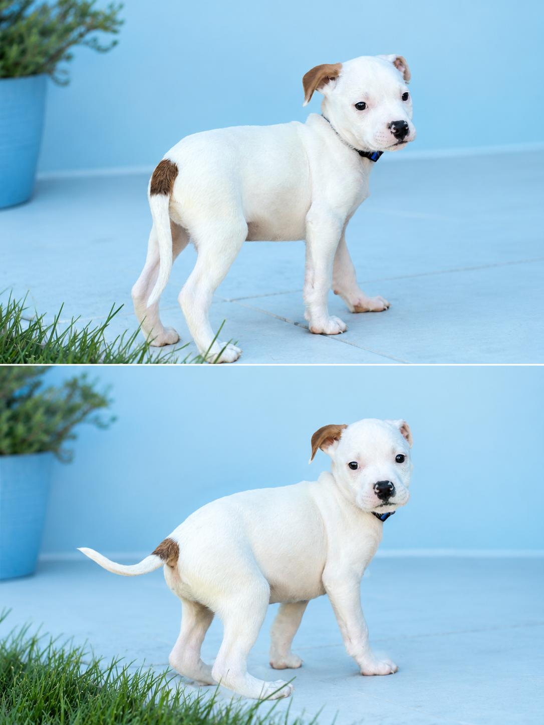 Enlarge Bao, an adopted mixed breed in Lodi, CA image 3/3