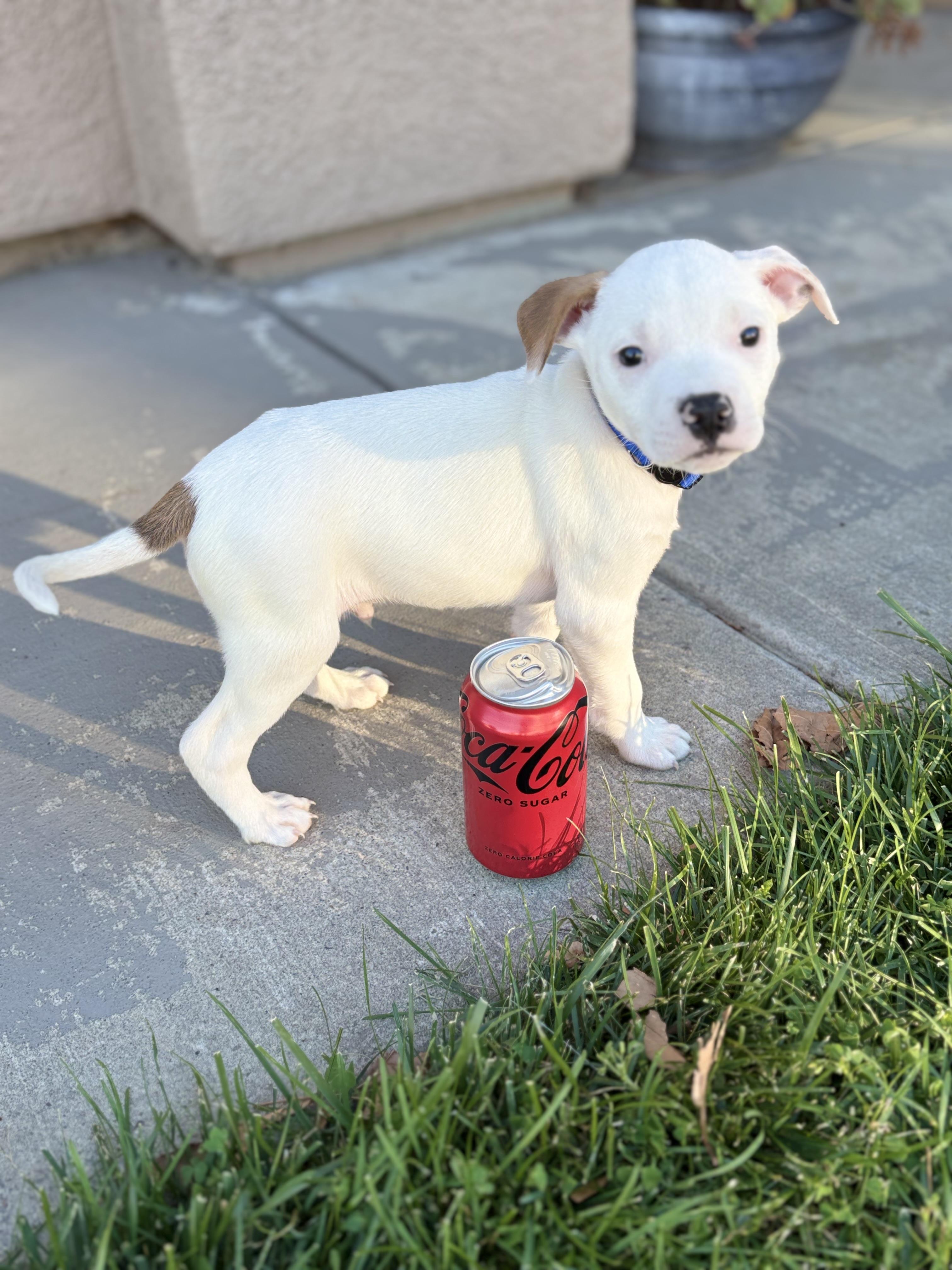 Enlarge Bao, an adopted mixed breed in Lodi, CA image 1/3
