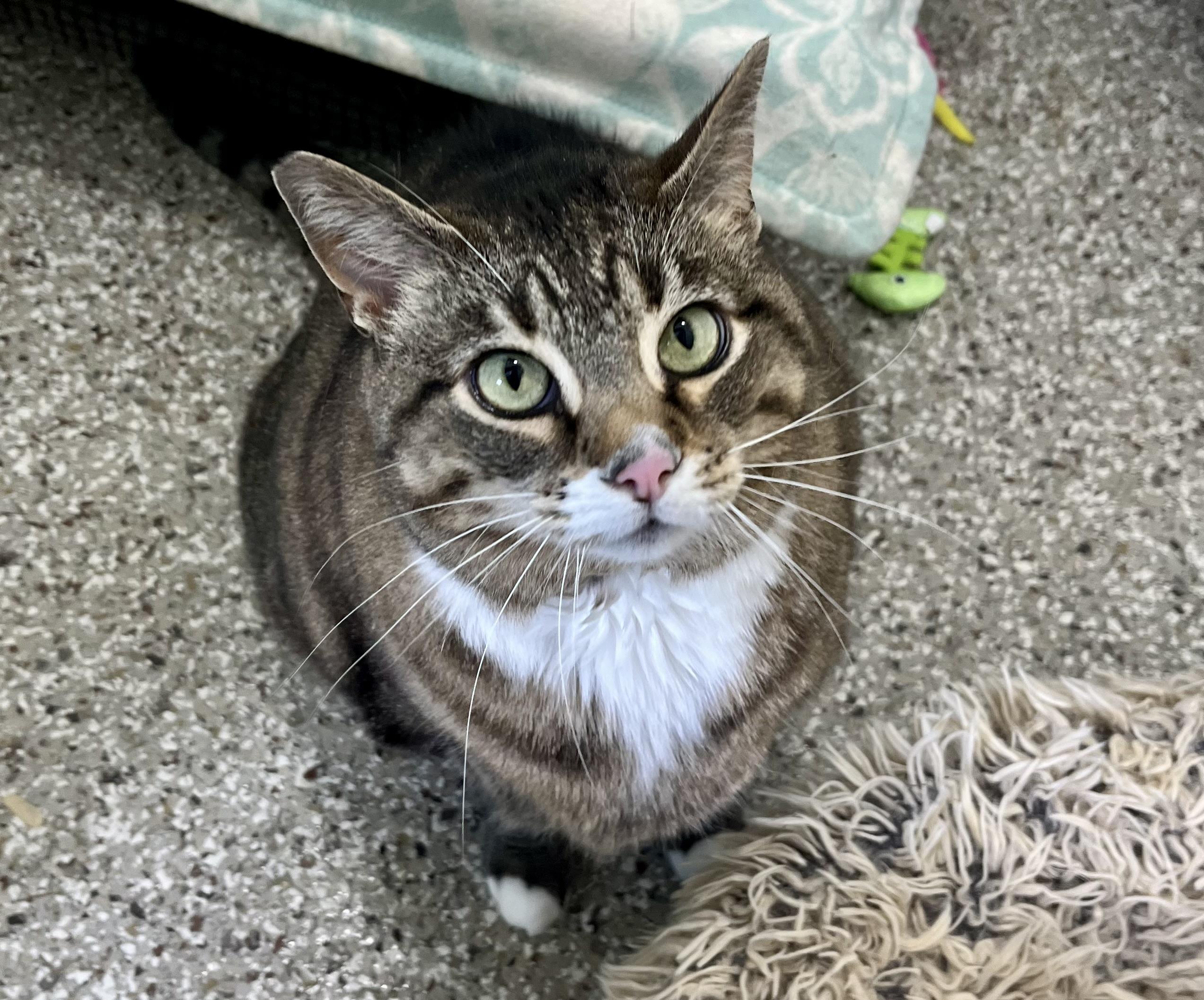 Genna, Adoptable, Adult Female Domestic Short Hair.