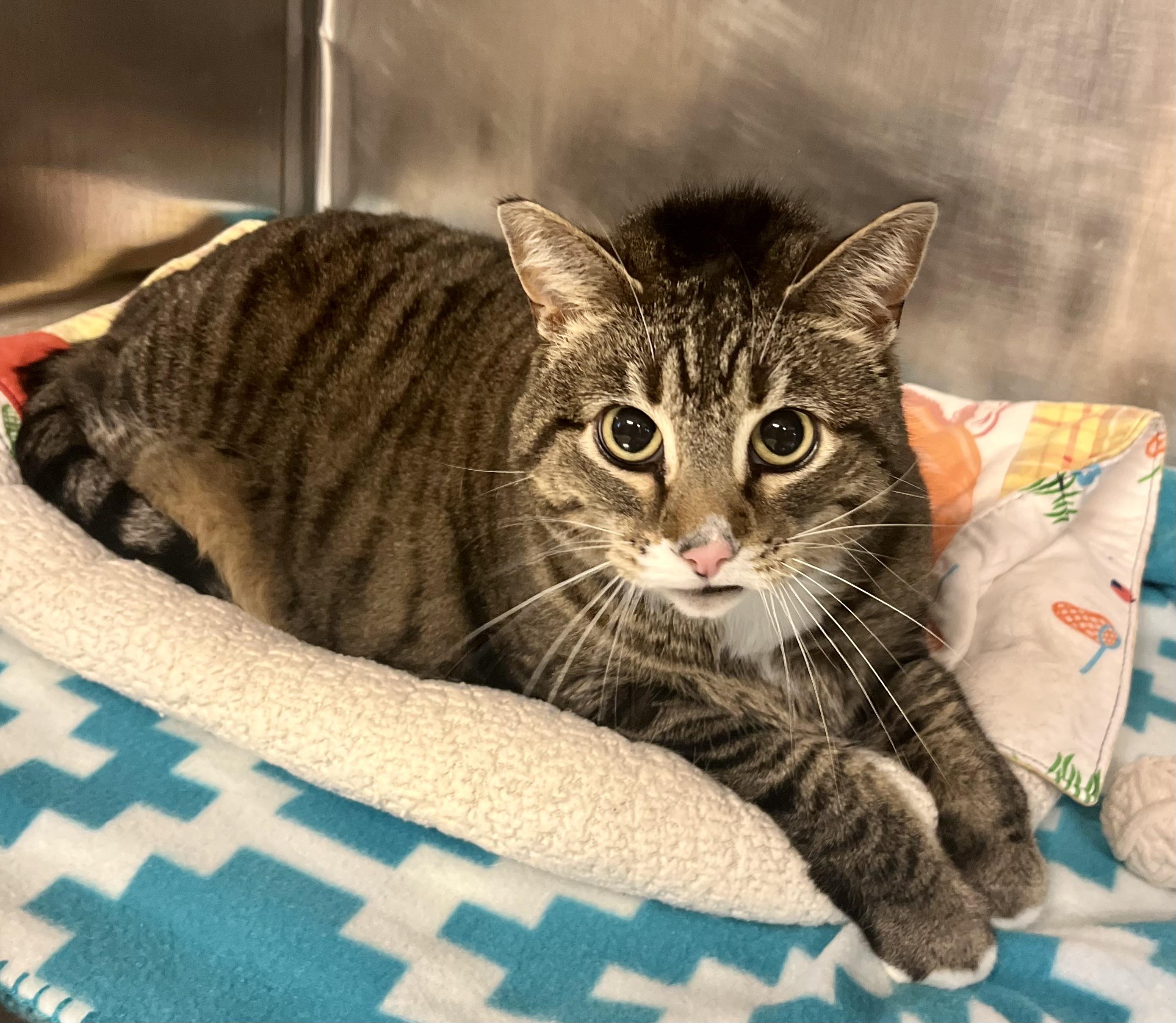 Genna, a Adoptable Domestic Short Hair in Seville, OH image 2/4