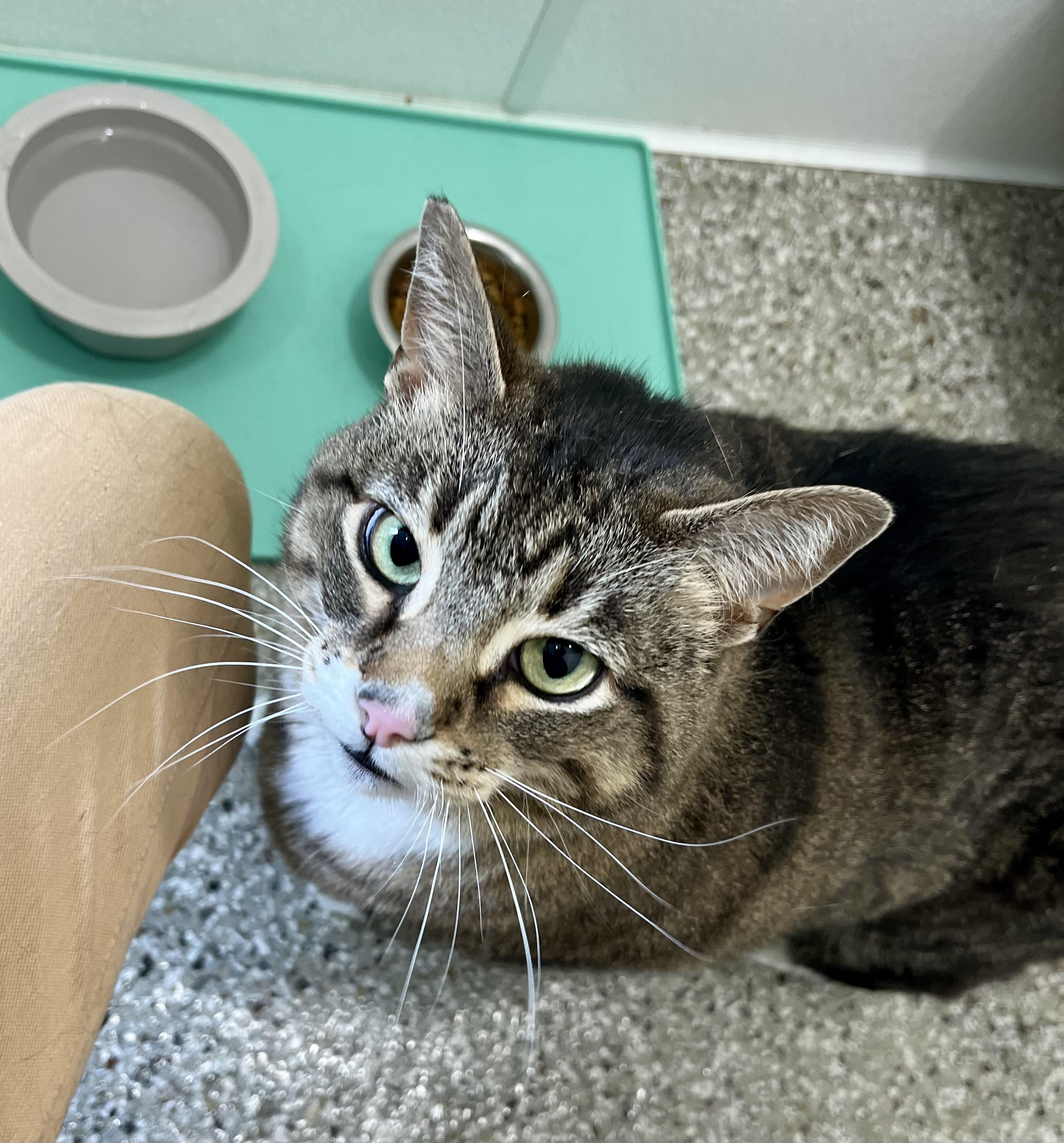 Genna, a Adoptable Domestic Short Hair in Seville, OH image 3/4