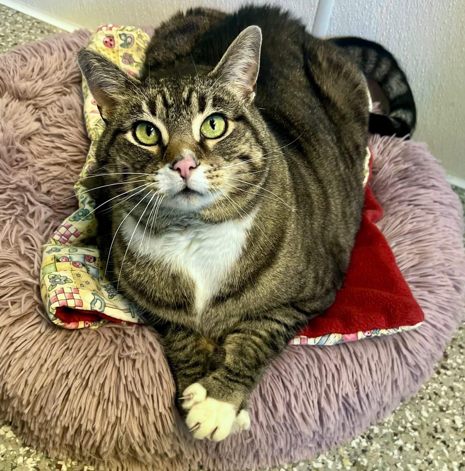 Genna, adoptable, Adult Female Domestic Short Hair.