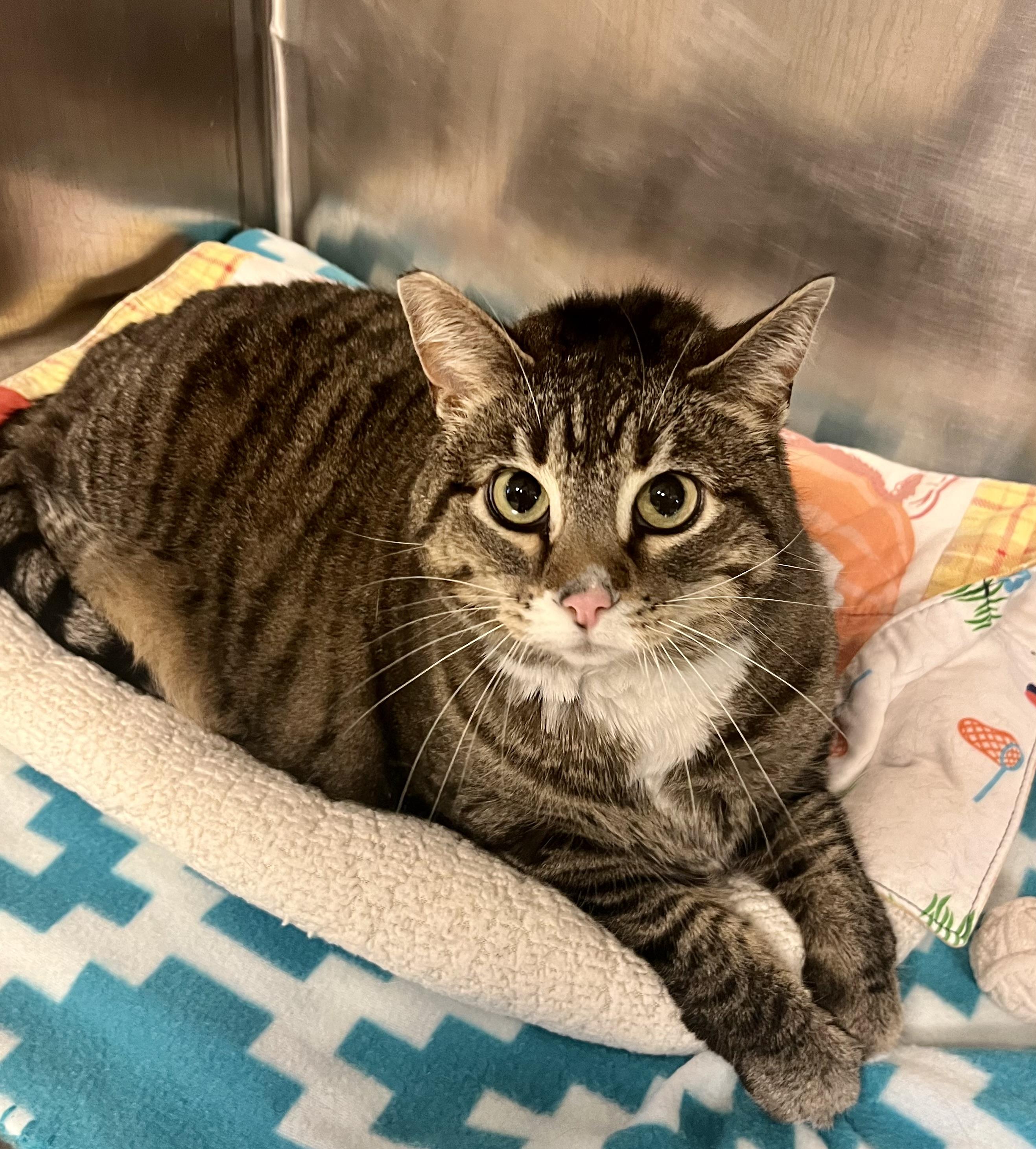 Genna, a Adoptable Domestic Short Hair in Seville, OH image 4/4