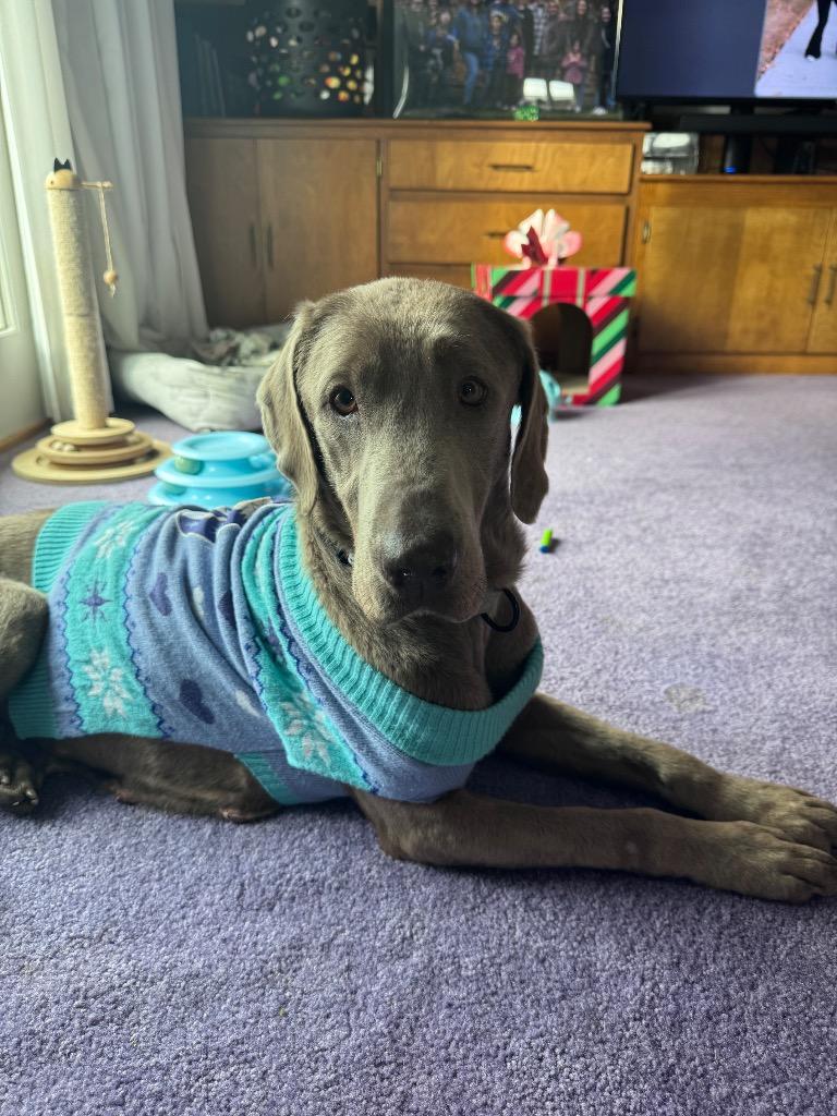 Layla, Adoptable, Young Female Labrador Retriever.