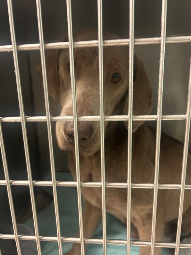 Polly, Adoptable, Young Female Labrador Retriever.