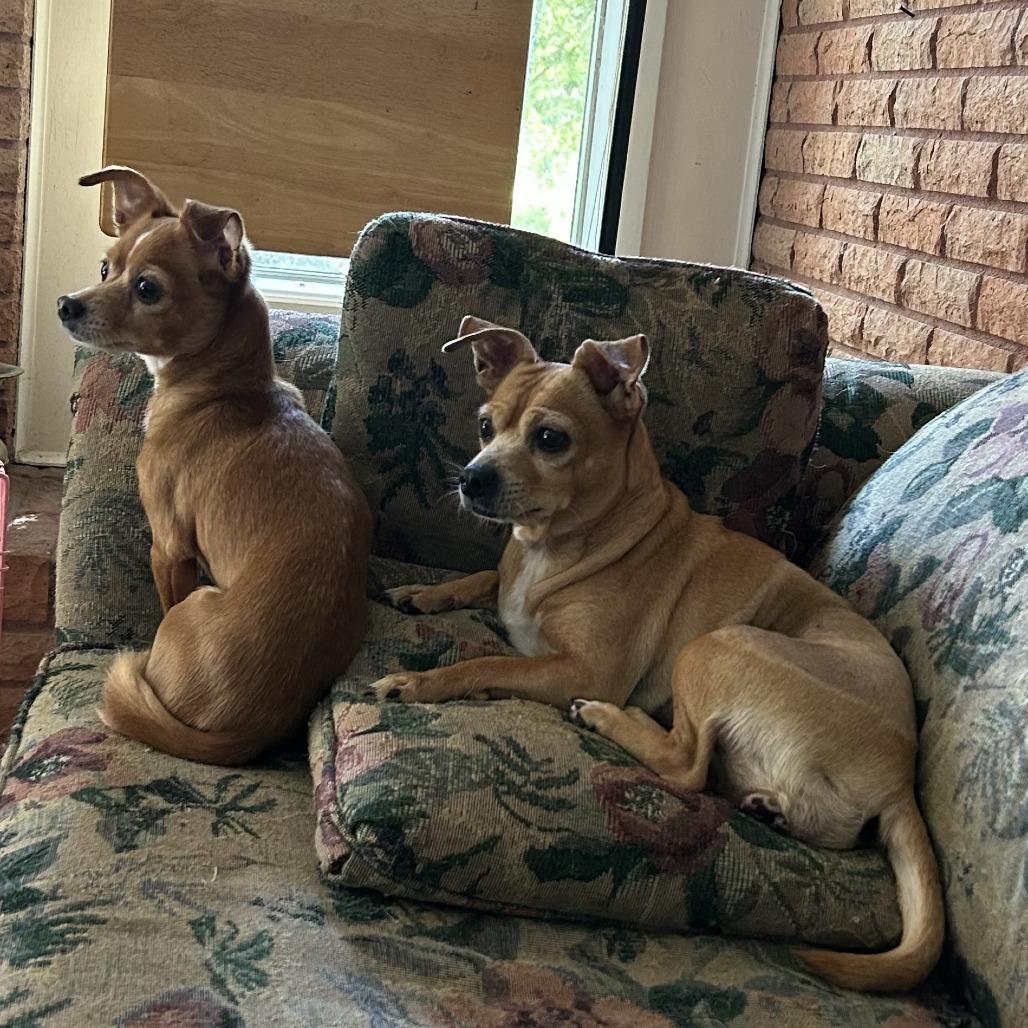 Molly, Adoptable, Adult Female Chihuahua.