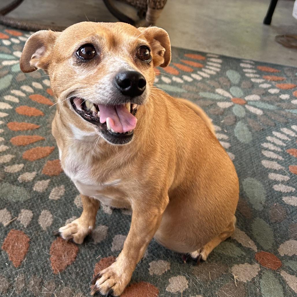 Molly, a Adoptable Chihuahua in Gulfport, MS image 3/3