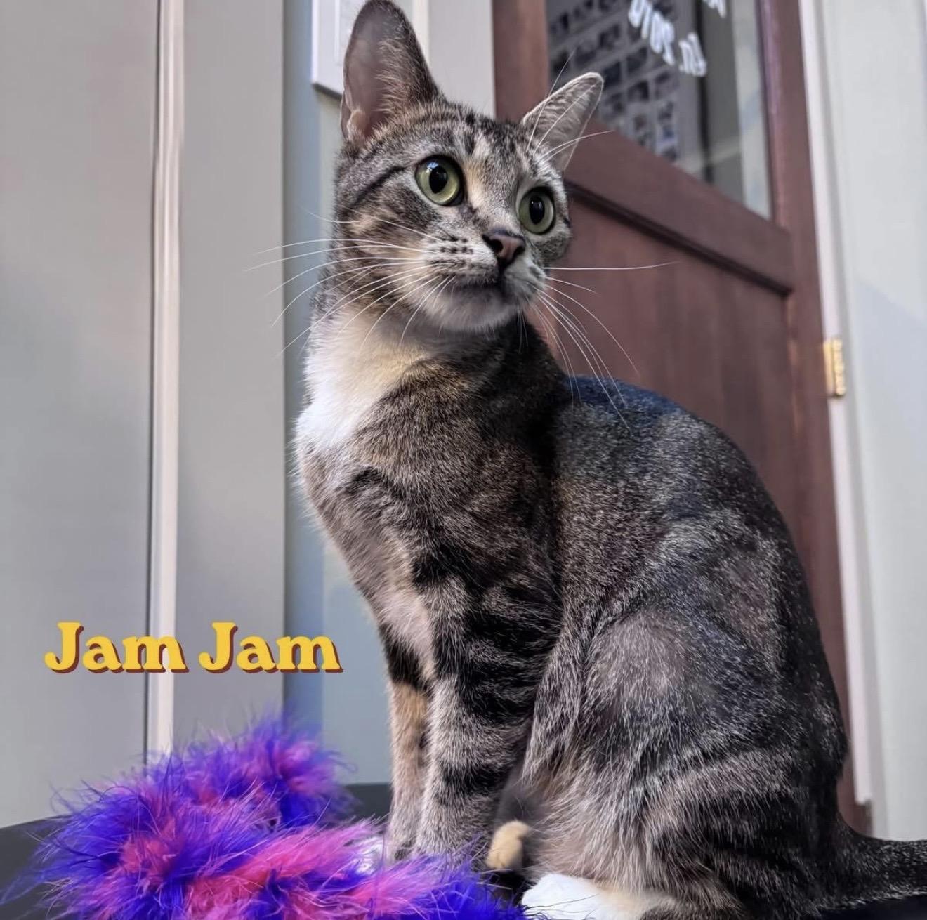 Jam Jam, ADOPTABLE, Adult Female Domestic Short Hair & Tabby.