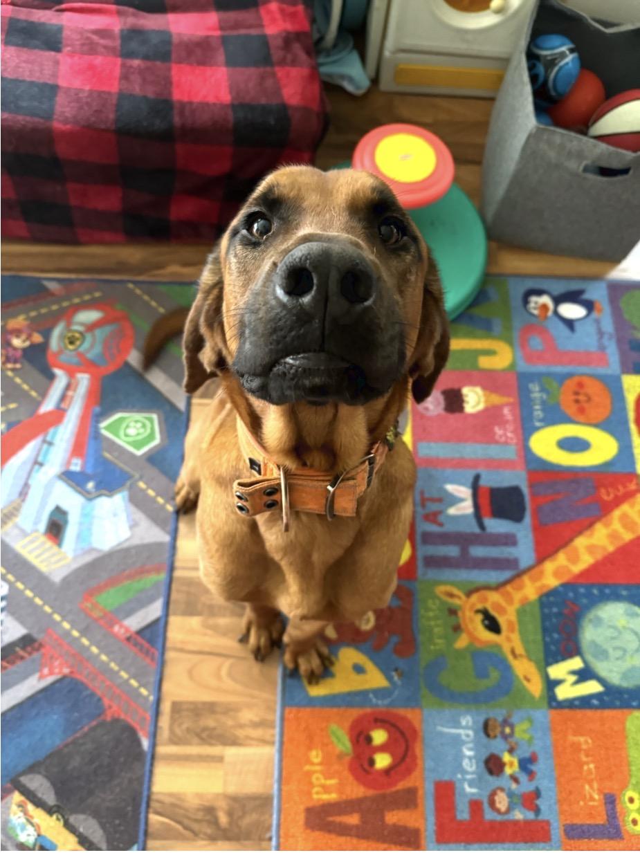 Enlarge Barkley, a ADOPTABLE Redbone Coonhound in Oswego, IL image 3/6