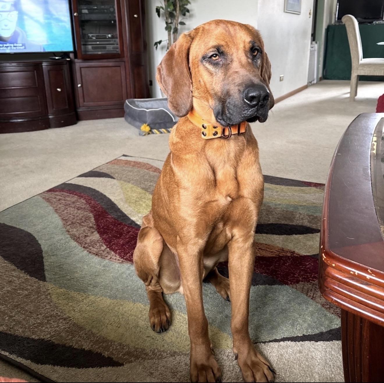Enlarge Barkley, a ADOPTABLE Redbone Coonhound in Oswego, IL image 4/6
