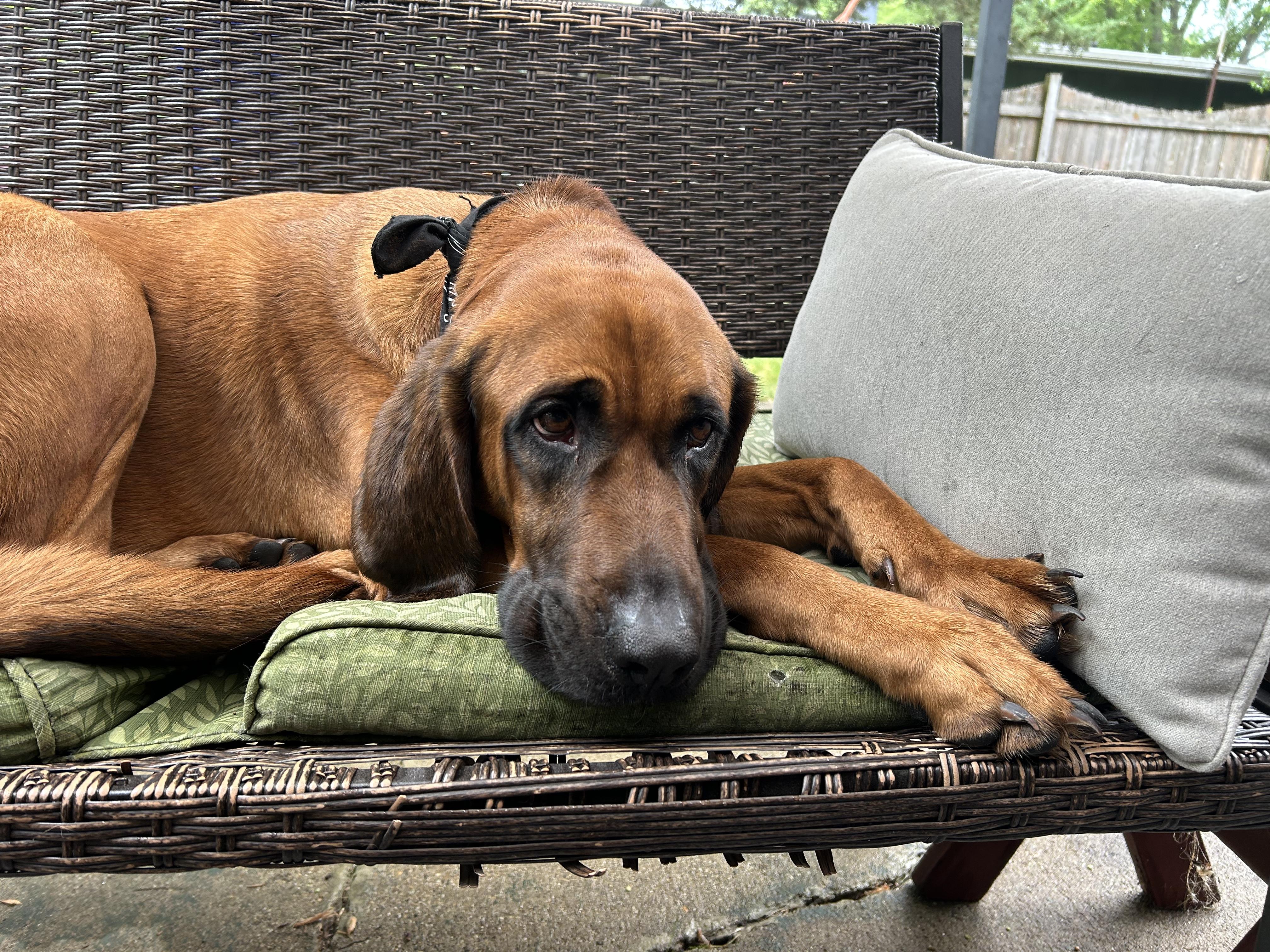 Enlarge Barkley, a ADOPTABLE Redbone Coonhound in Oswego, IL image 2/6