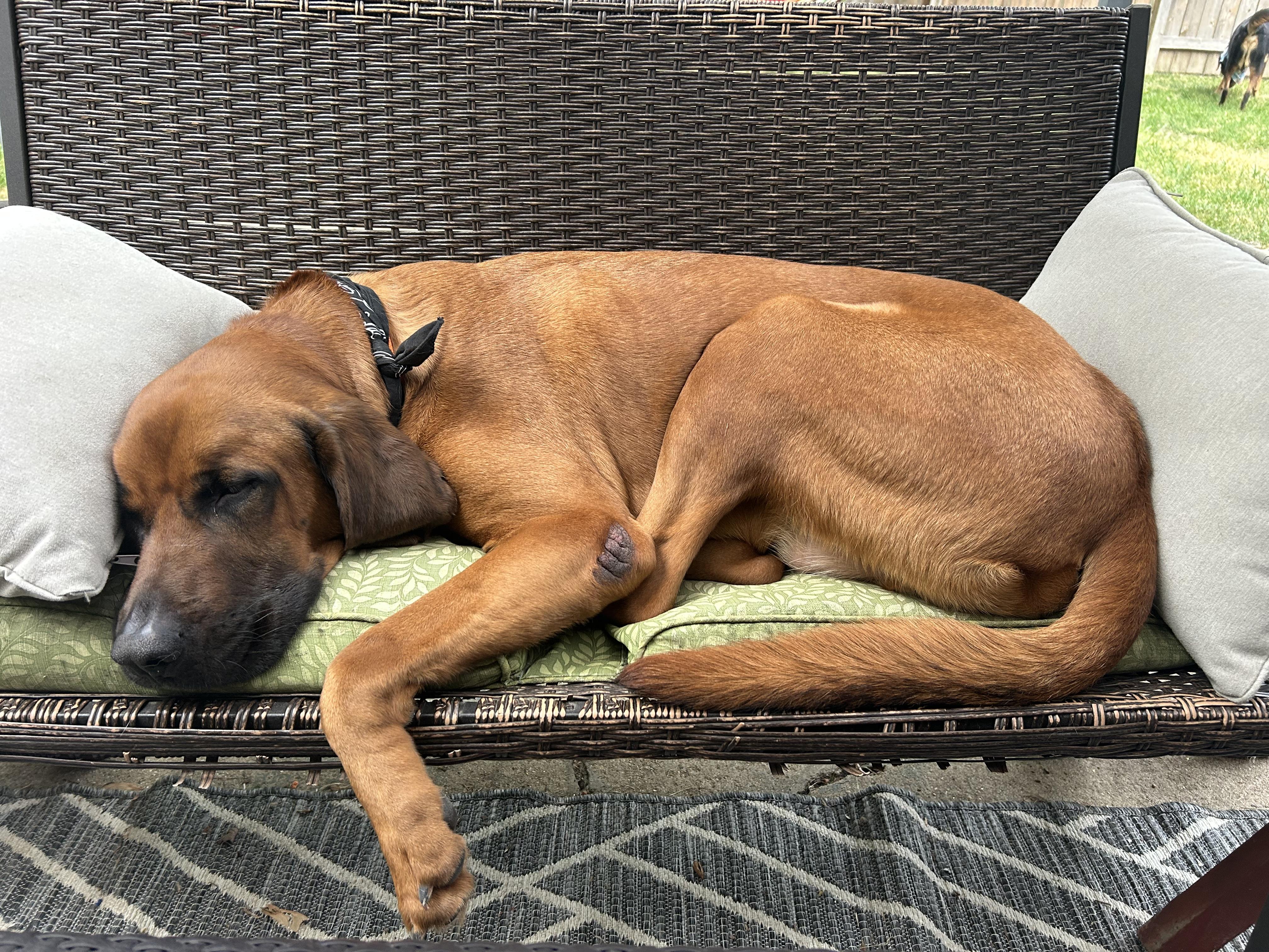 Enlarge Barkley, a ADOPTABLE Redbone Coonhound in Oswego, IL image 6/6