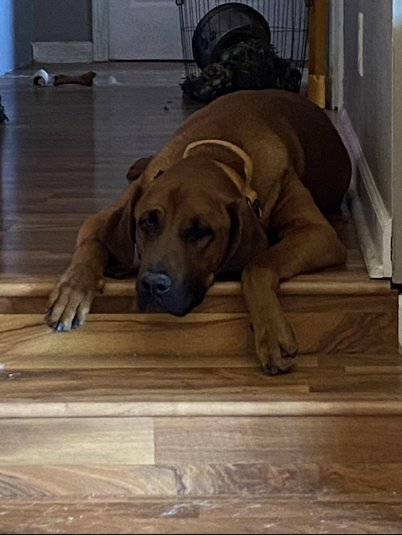 Enlarge Barkley, a ADOPTABLE Redbone Coonhound in Oswego, IL image 5/6
