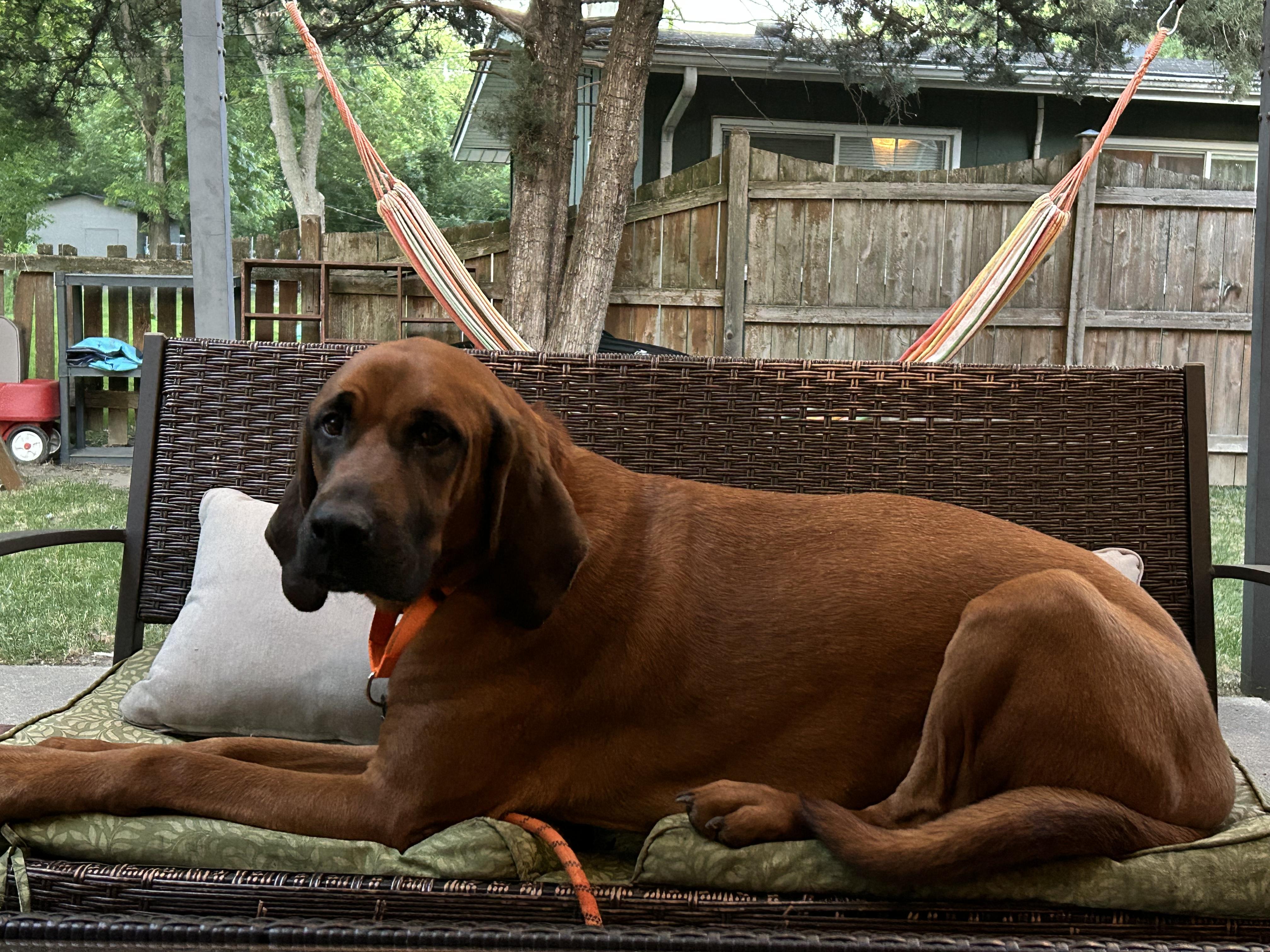 Barkley, ADOPTABLE, Adult Male Redbone Coonhound.