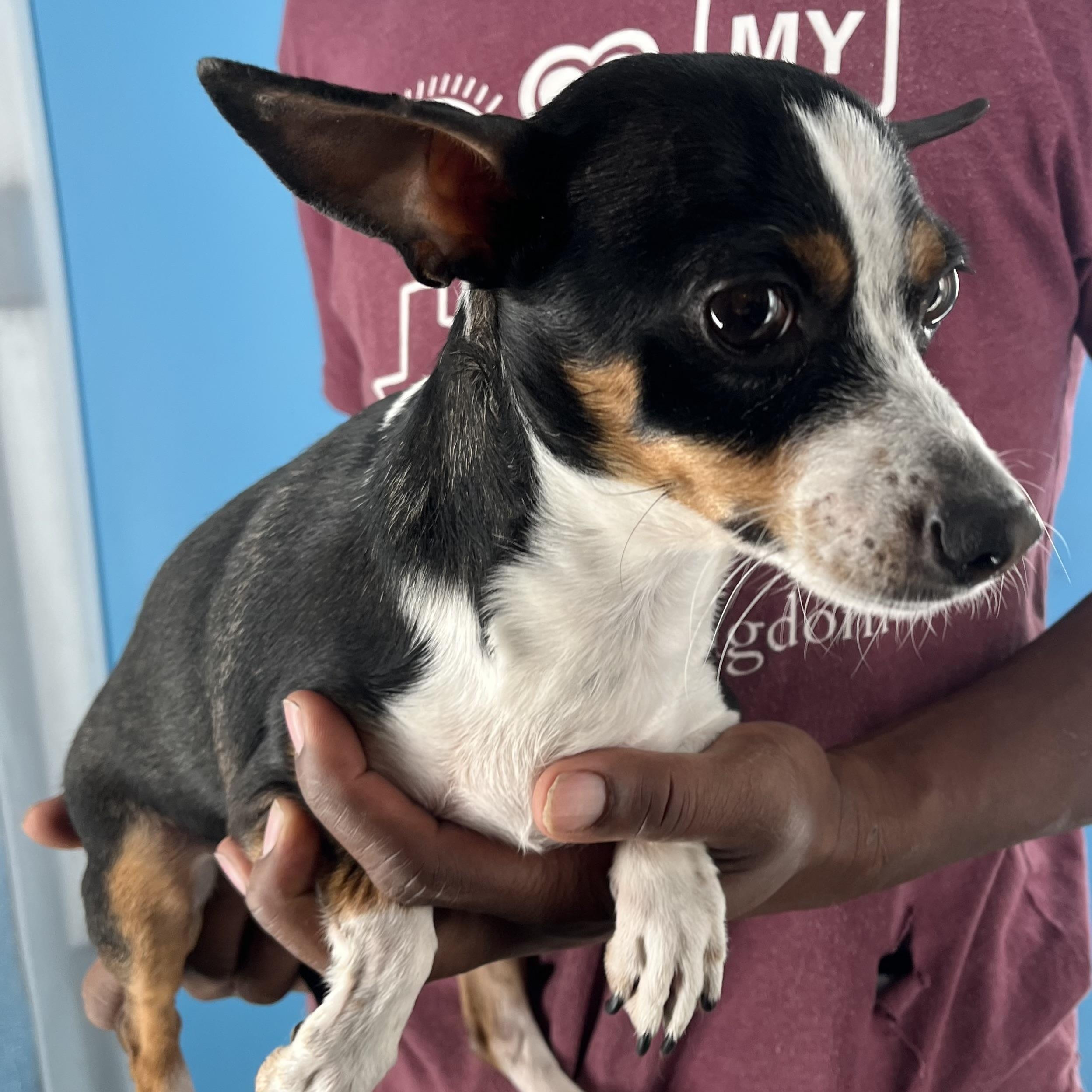 Olivia  Local Dec thumbnail 5