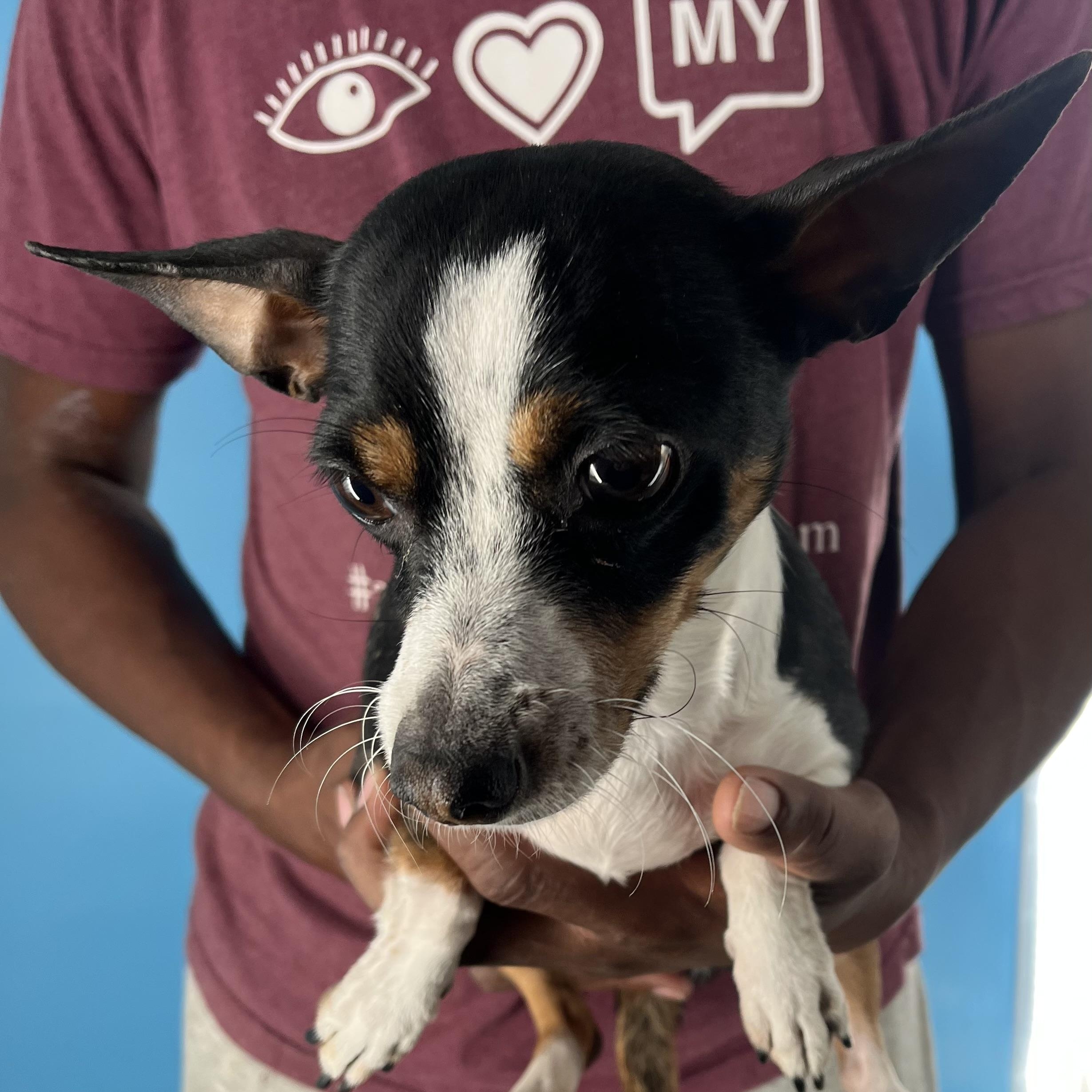 Olivia  Local Dec thumbnail 4