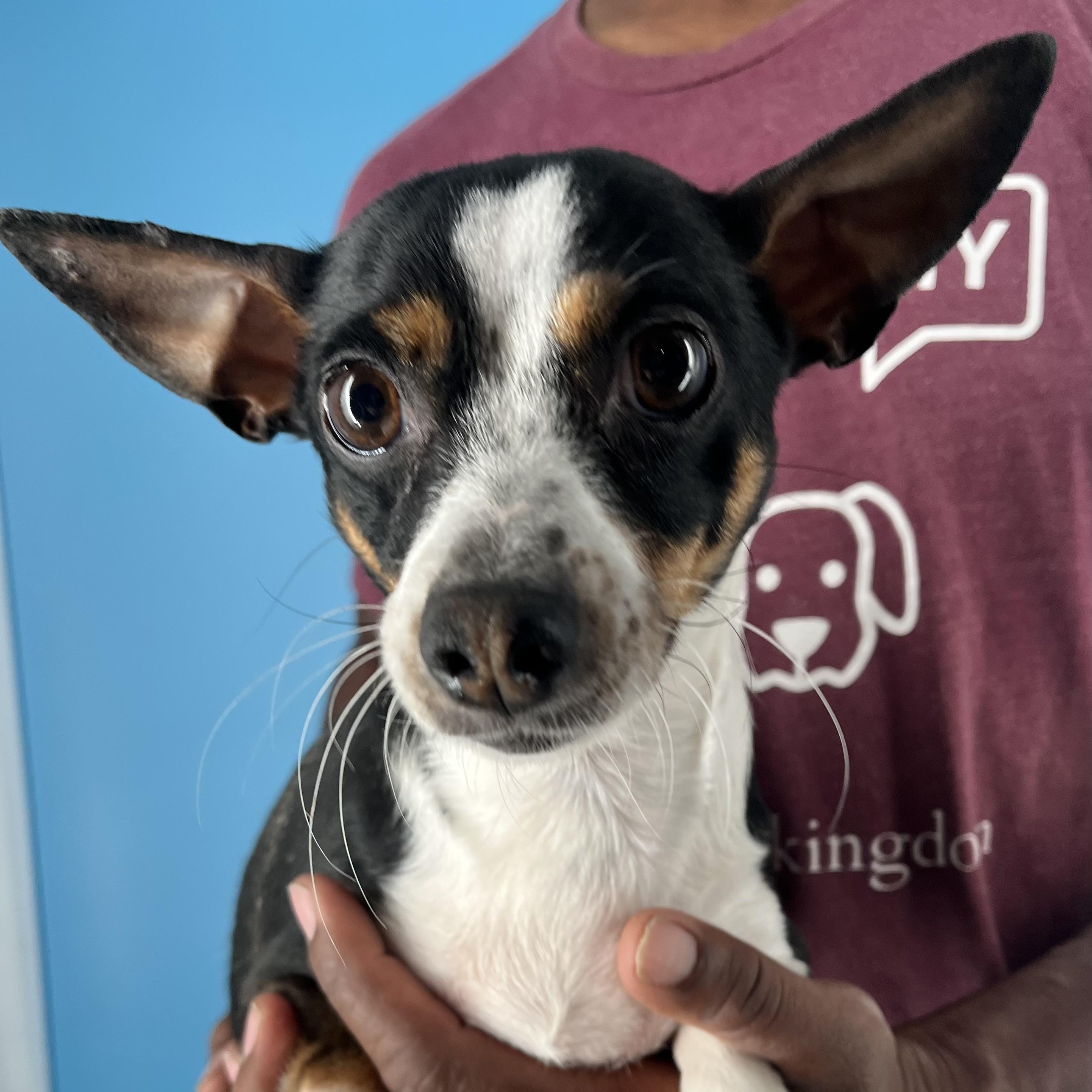 Olivia  Local Dec thumbnail 6