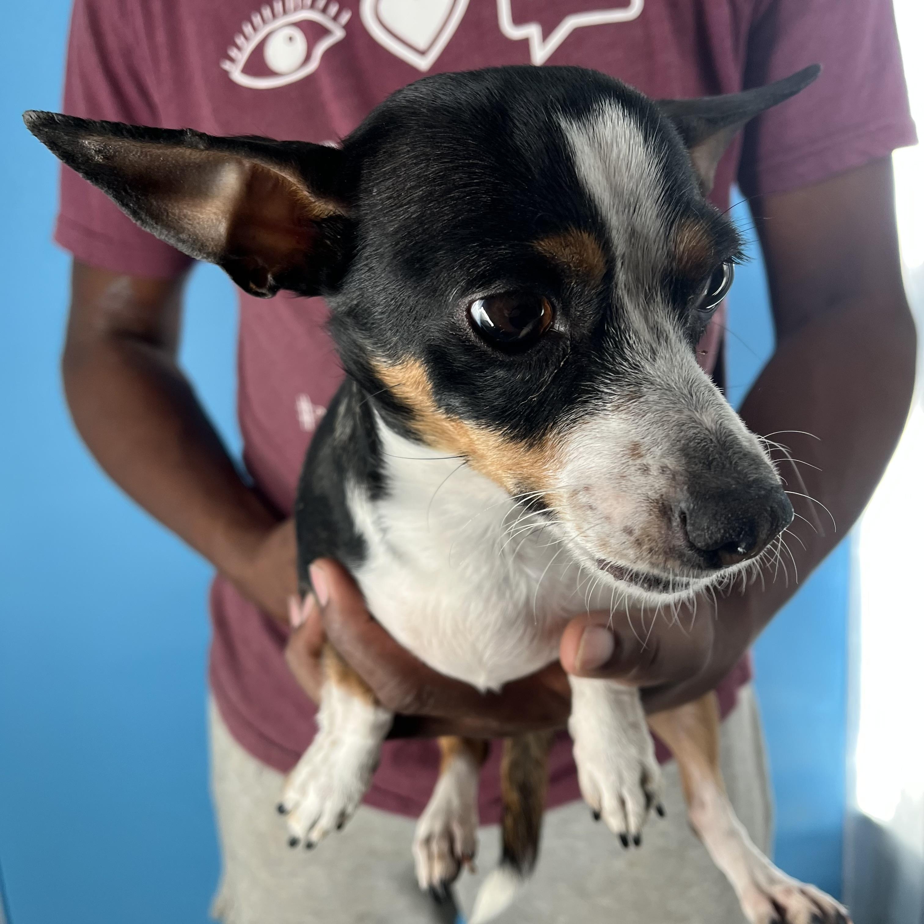 Olivia  Local Dec thumbnail 2