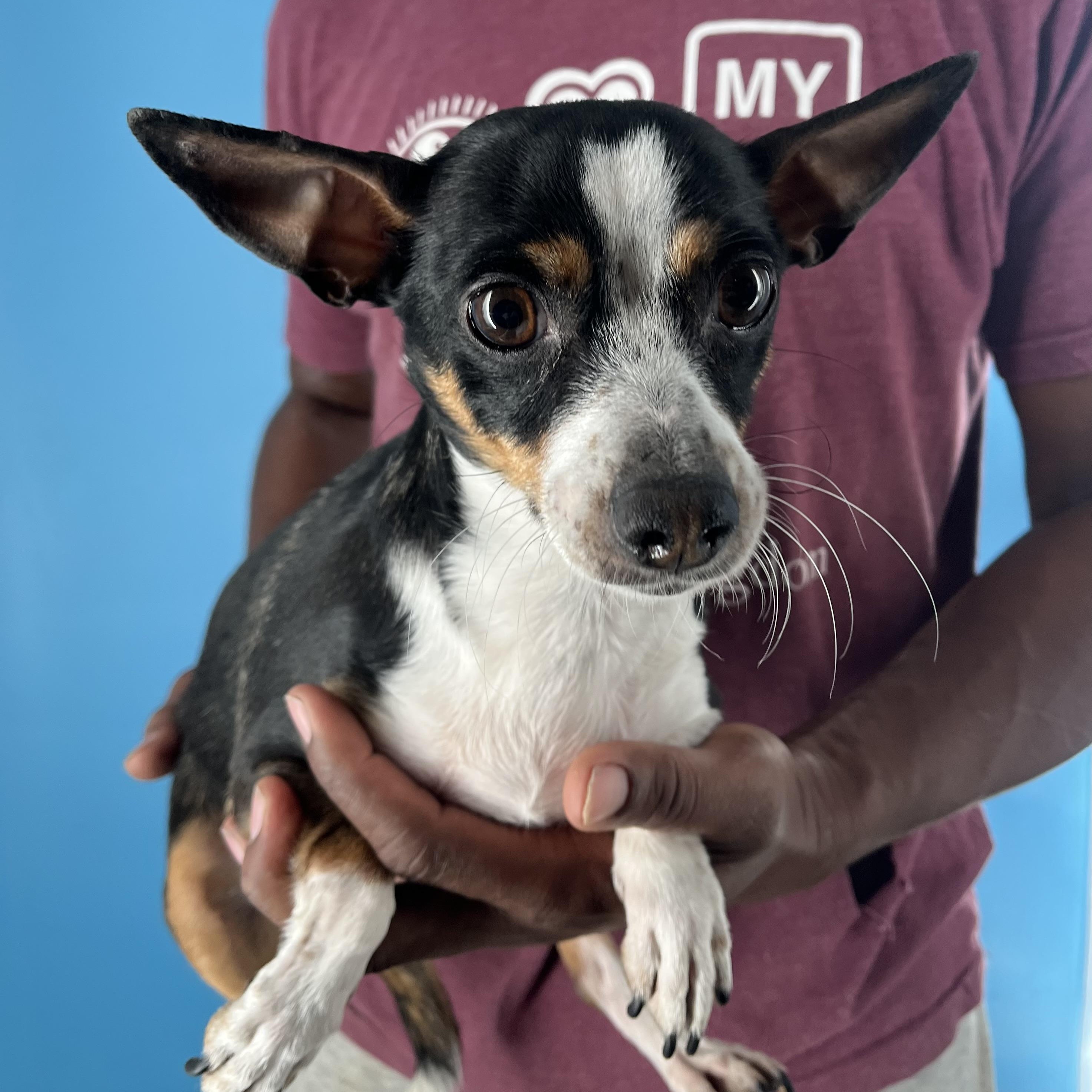 Olivia  Local Dec thumbnail 3