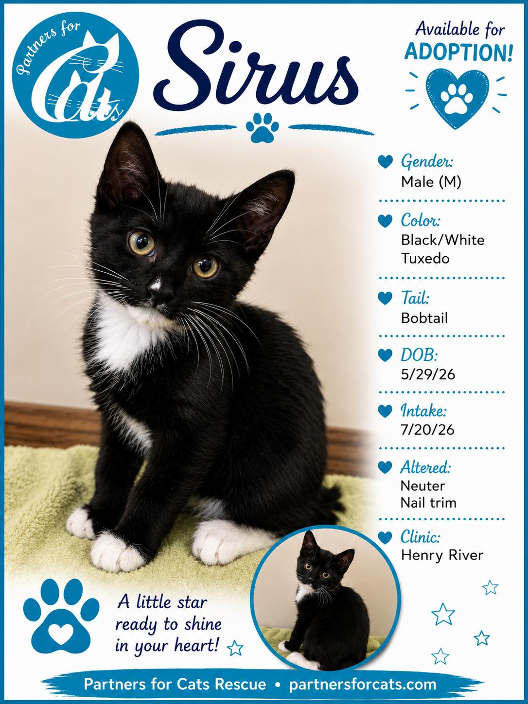 Enlarge Sirus, a Adopted mixed breed in Morganton, NC image 1/1