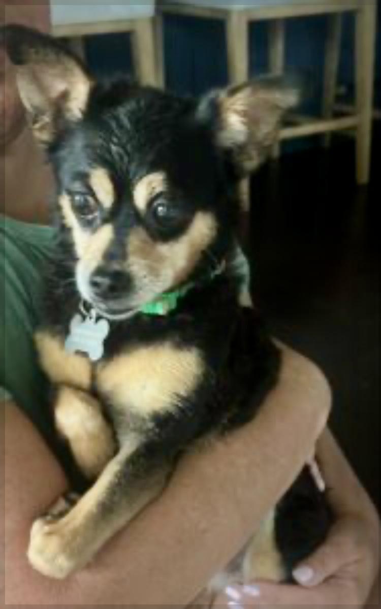 Enlarge Minnie Mouse, a Adoptable mixed breed in Southern Shores, NC image 1/1