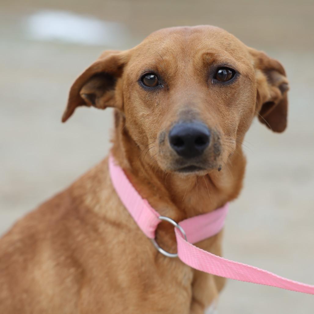 Ginger, Adoptable, Young Female Terrier & Mixed Breed.