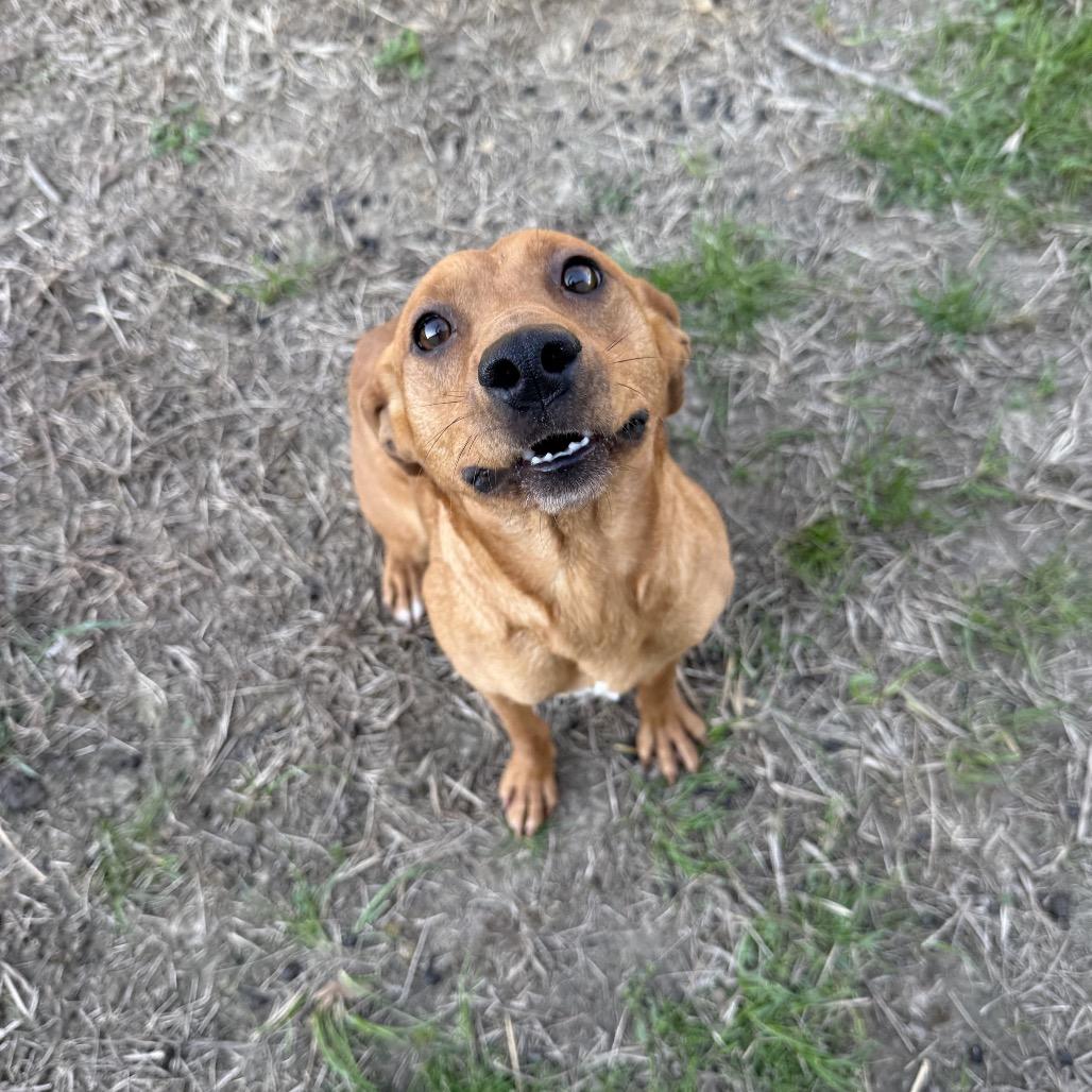 Enlarge Ginger, a Adoptable mixed breed in Hohenwald, TN image 2/5