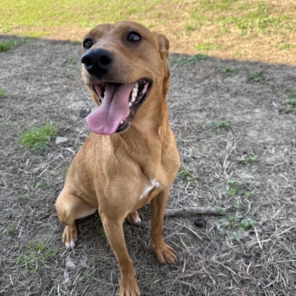 Enlarge Ginger, a Adoptable mixed breed in Hohenwald, TN image 3/5