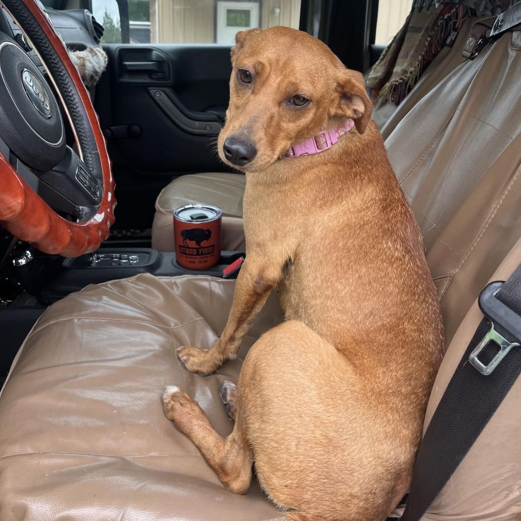 Enlarge Ginger, a Adoptable mixed breed in Hohenwald, TN image 4/5
