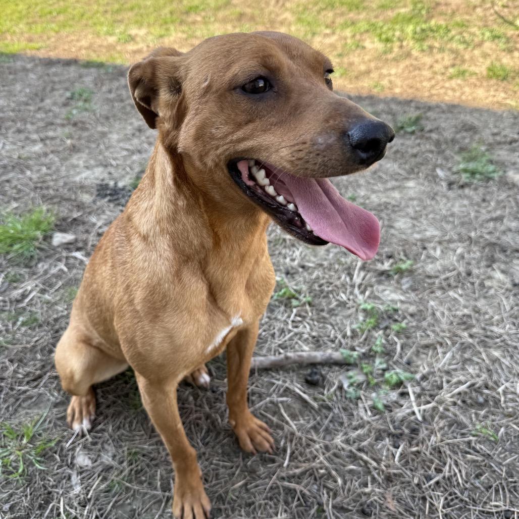 Enlarge Ginger, a Adoptable mixed breed in Hohenwald, TN image 5/5