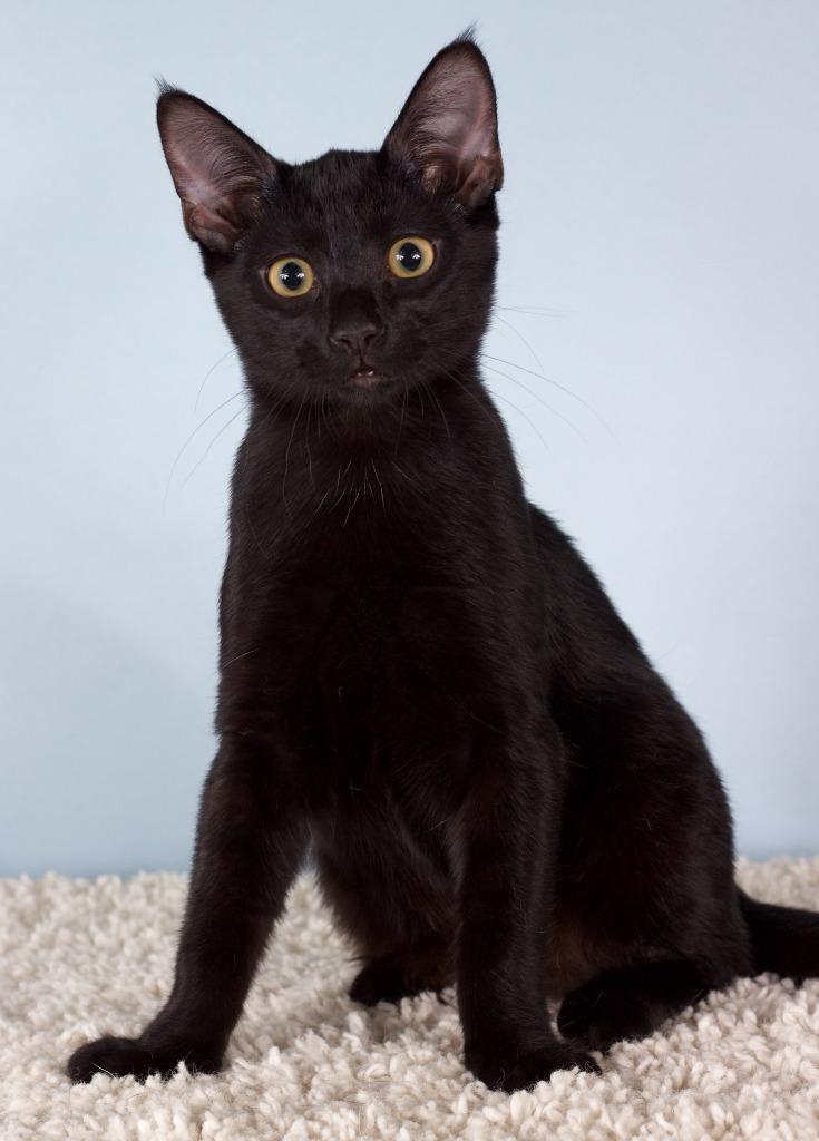Princess Pear, Adoptable, Kitten Female Domestic Short Hair.