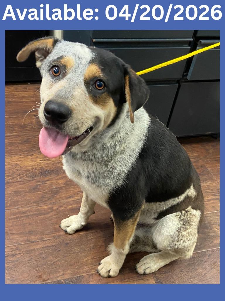 Dog Kennel #30, Adoptable, Adult Male Cattle Dog & Mixed Breed.