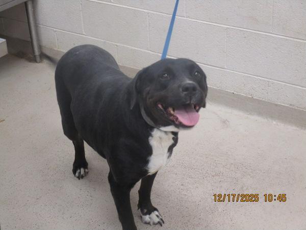 Rosie (857), Adoptable, Senior Female Rottweiler & Pit Bull Terrier.