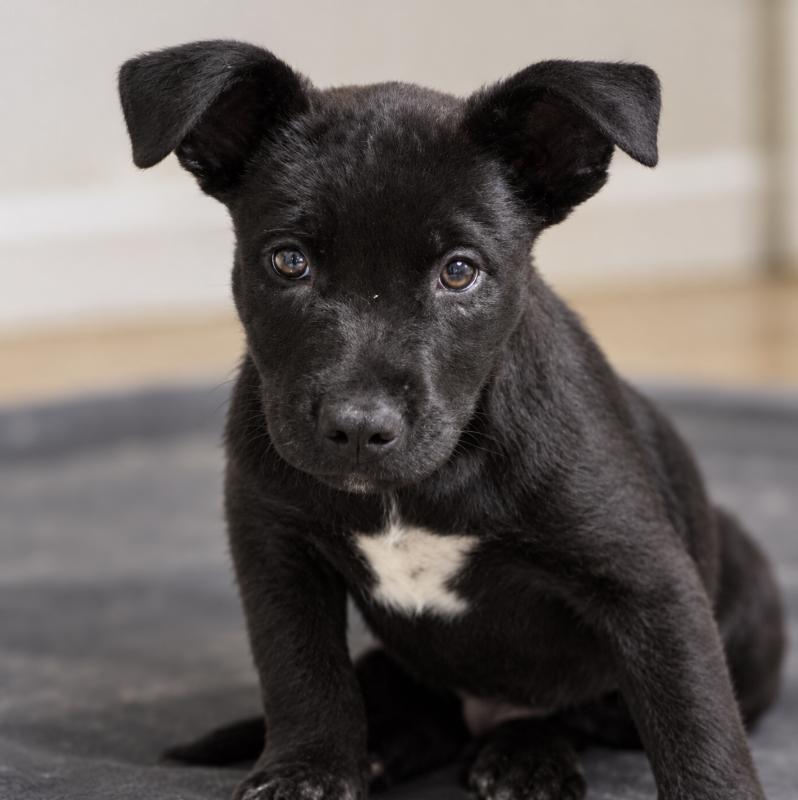 Enlarge Colby, a Adoptable mixed breed in Cottonwood Heights, UT image 1/3