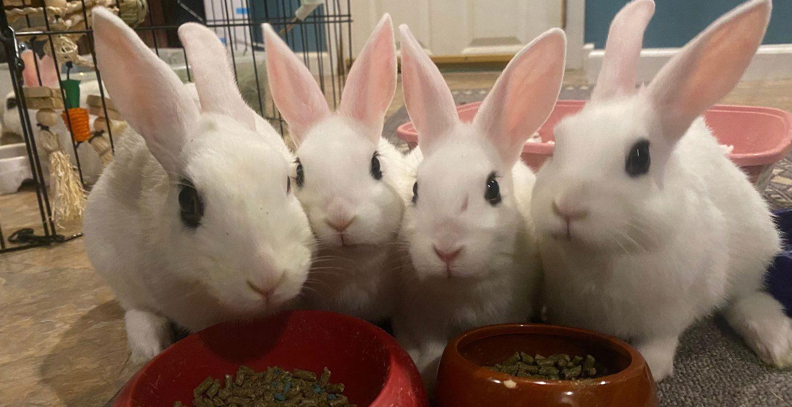 Luna's Pluto Rabbit KIT, Adoptable, Baby Male Hotot.