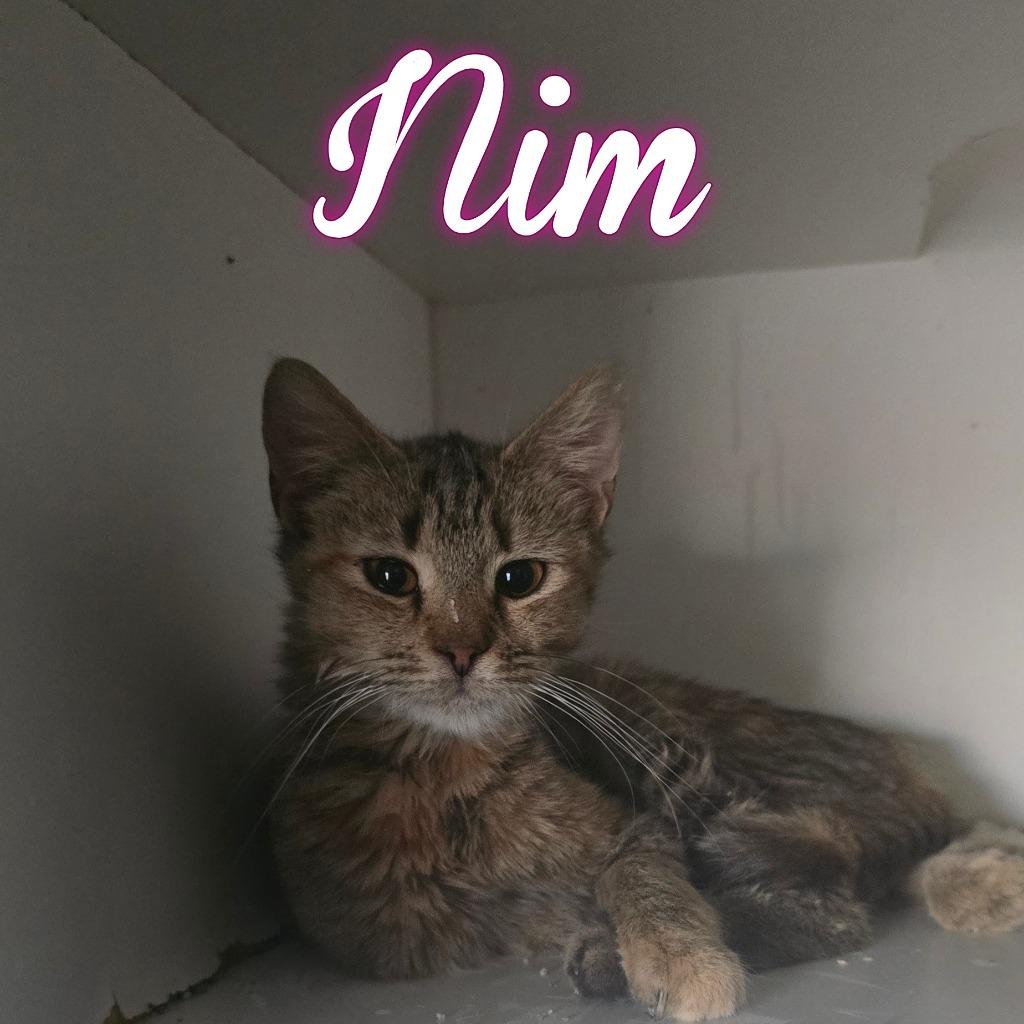 Nim, Adoptable, Young Female Domestic Short Hair.