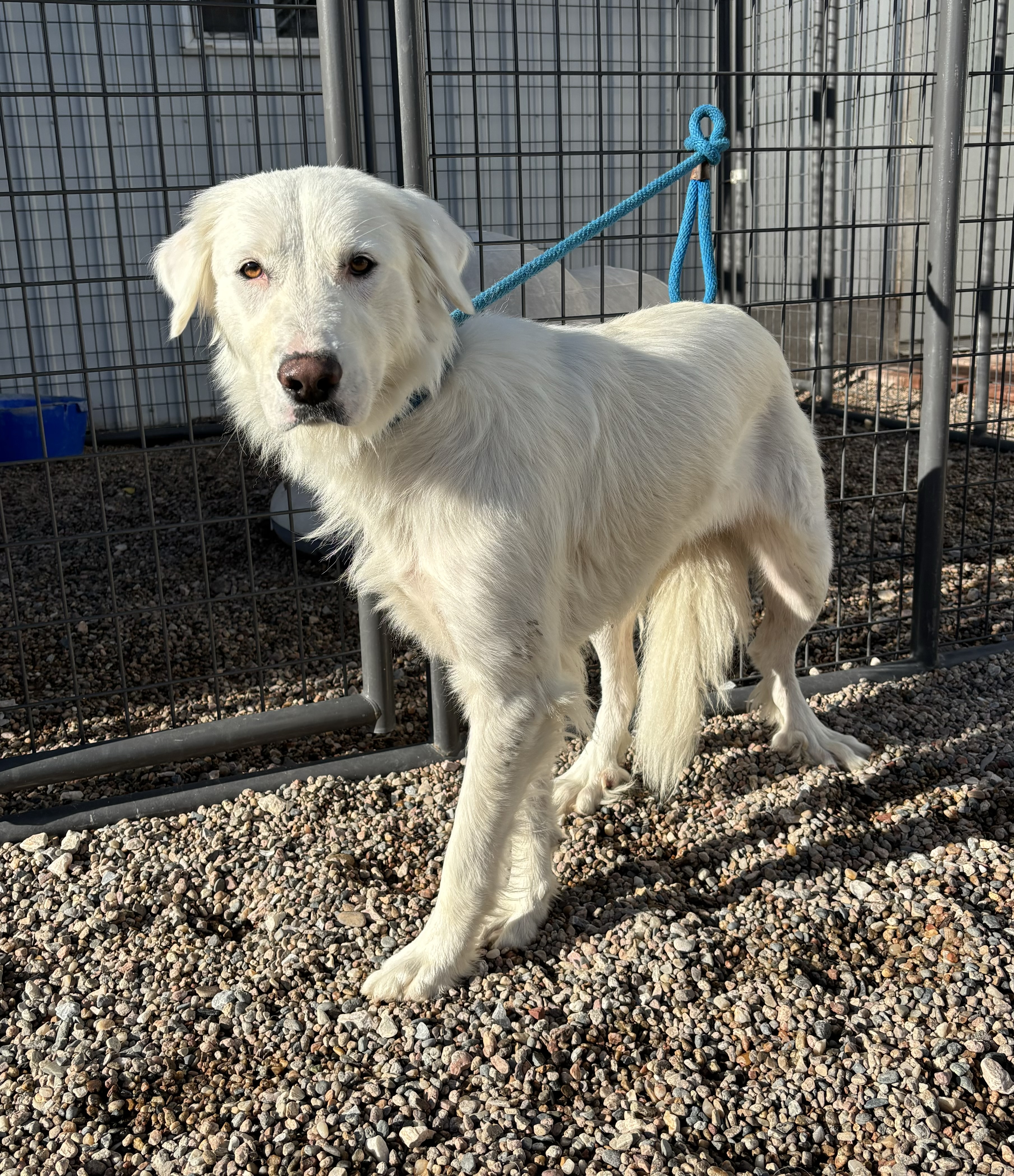 Zoey, a Adoptable Great Pyrenees in Torrington, WY image 3/3
