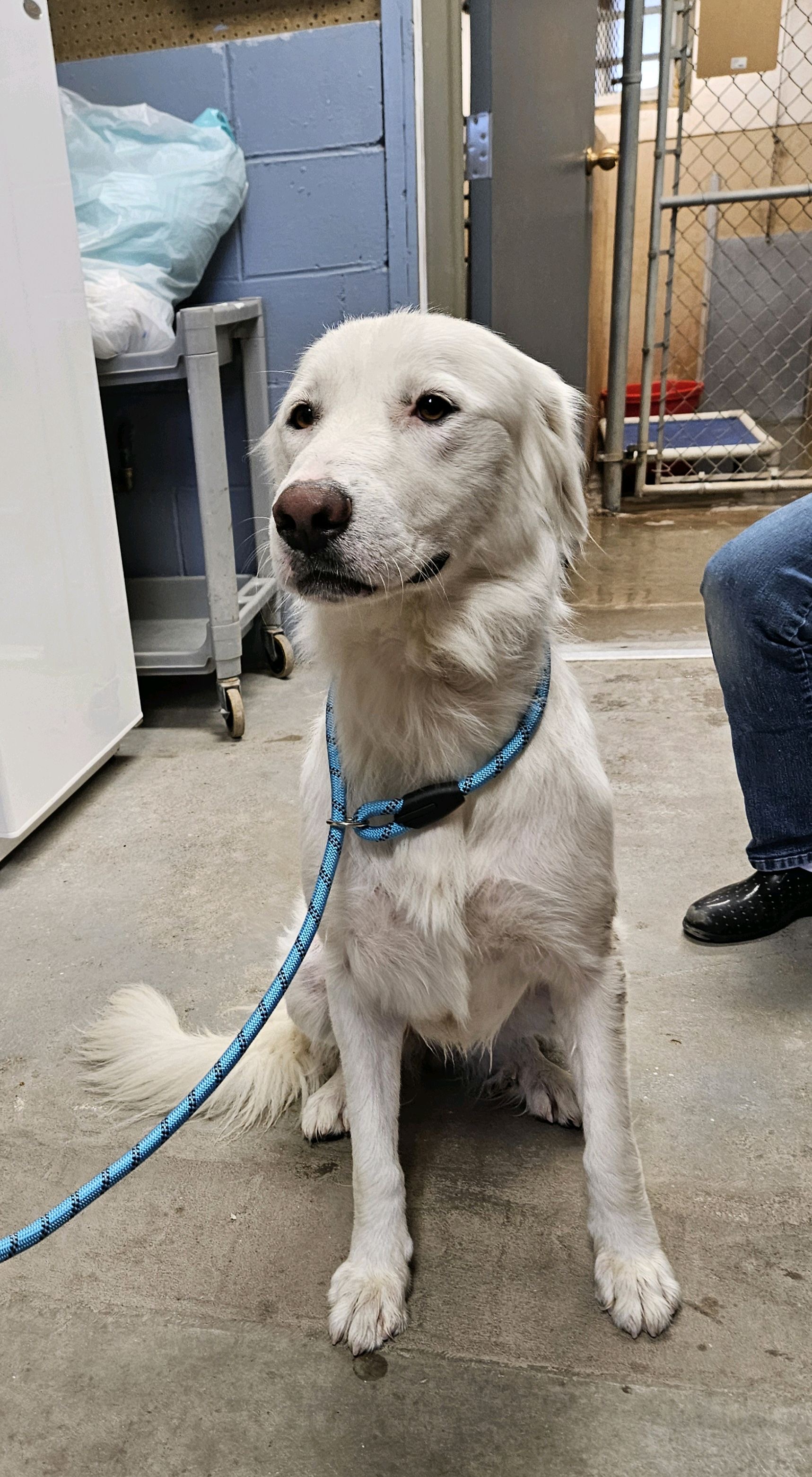 Zoey, a Adoptable Great Pyrenees in Torrington, WY image 2/3
