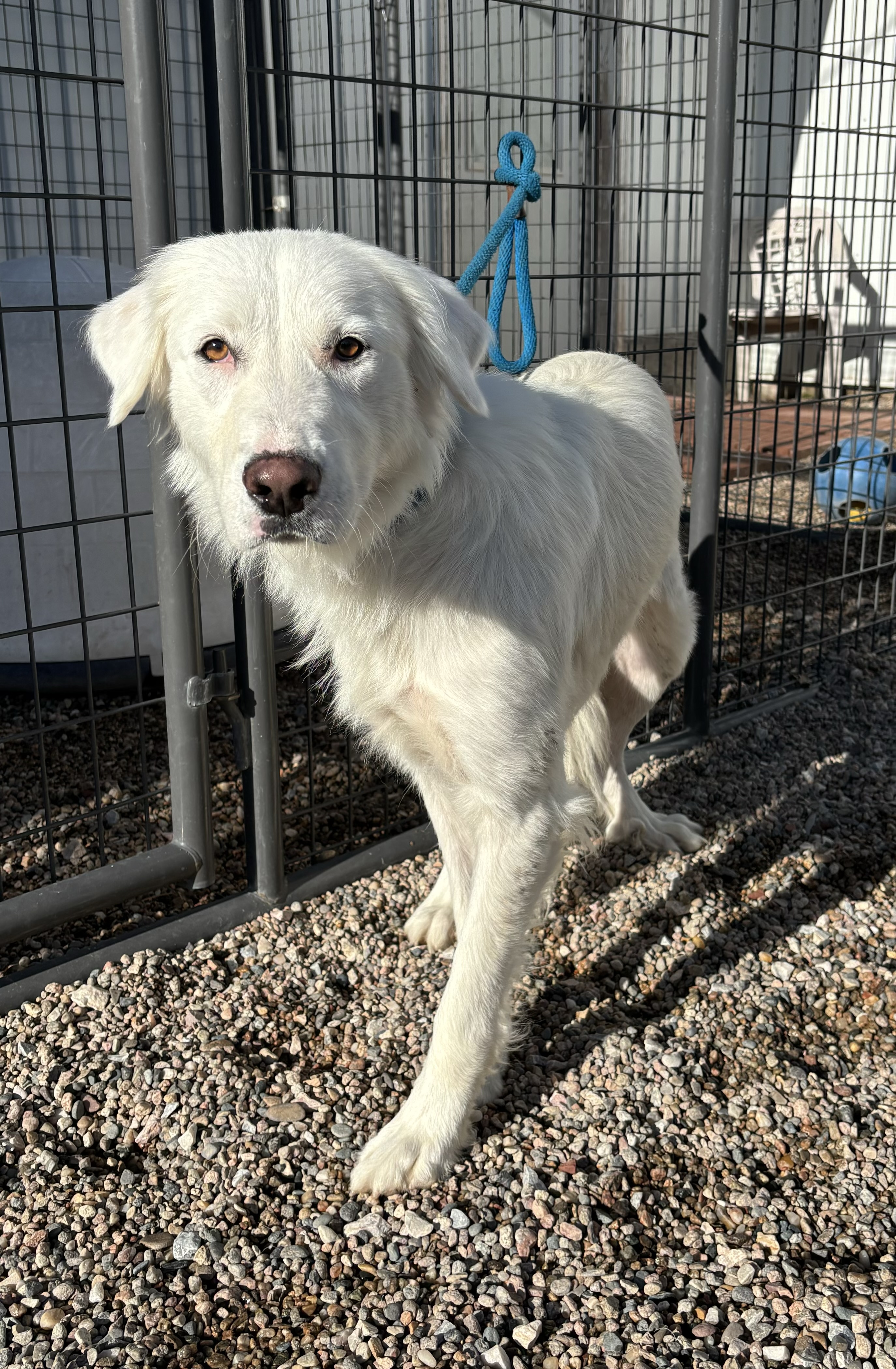 Zoey, Adoptable, Young Female Great Pyrenees.