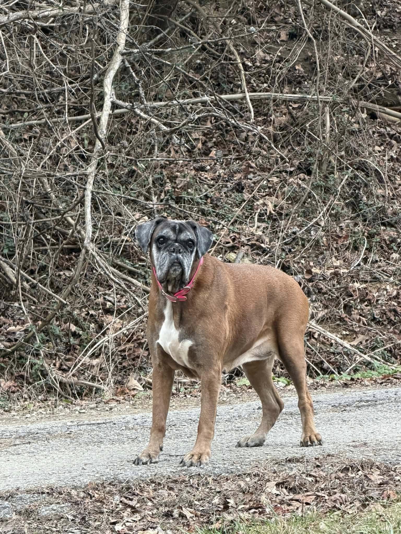 Enlarge Estelle, a Adoptable Boxer in Monticello, NY image 1/2