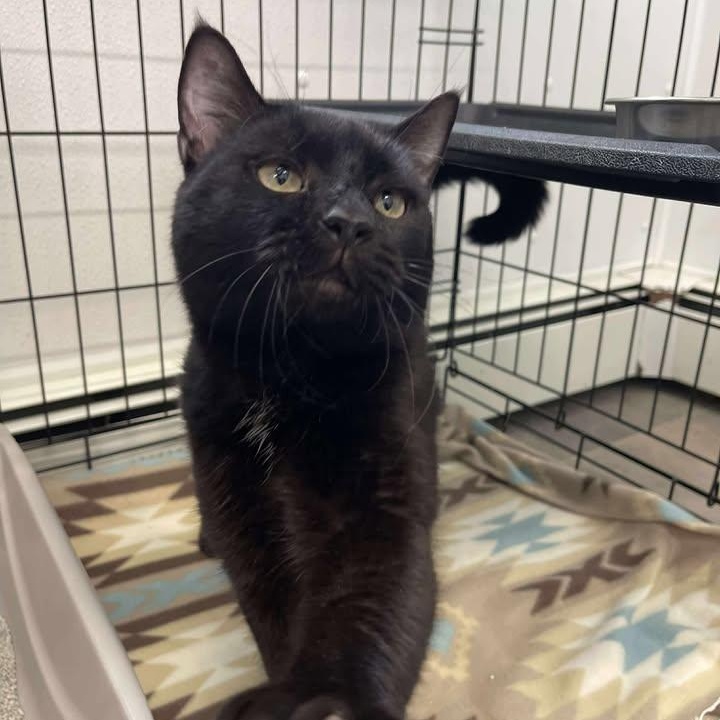 Gary, a ADOPTABLE Domestic Short Hair in Winthrop, ME image 3/3