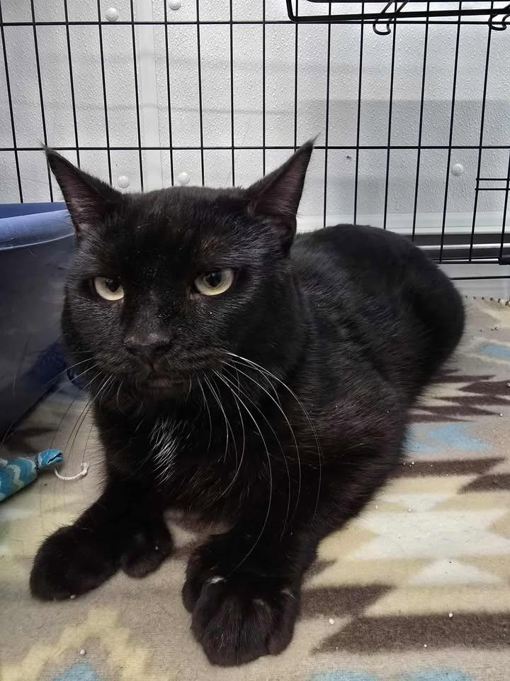 Gary, a ADOPTABLE Domestic Short Hair in Winthrop, ME image 2/3