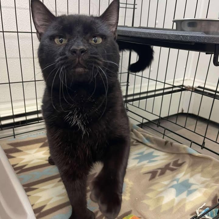 Gary, ADOPTABLE, Adult Male Domestic Short Hair.