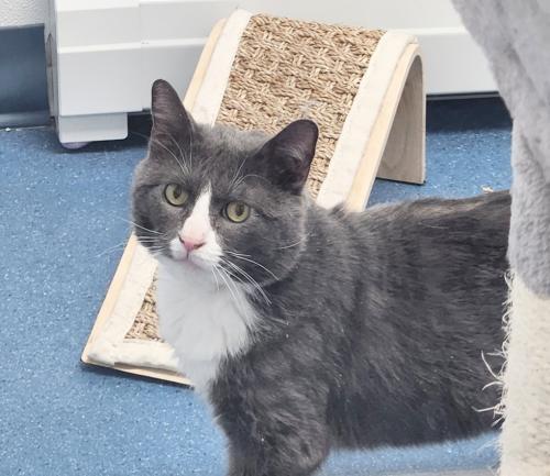 Lawrence, Adoptable, Adult Male Domestic Short Hair.