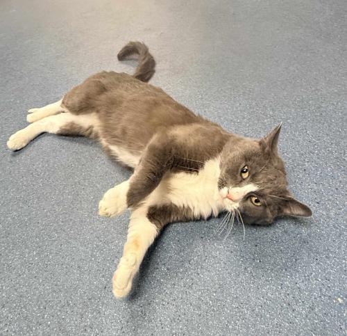 Enlarge Lawrence, a Adoptable Domestic Short Hair in St. Johnsbury, VT image 1/3