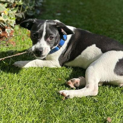 Enlarge Moo, a Adoptable mixed breed in Sunnyvale, CA image 1/1
