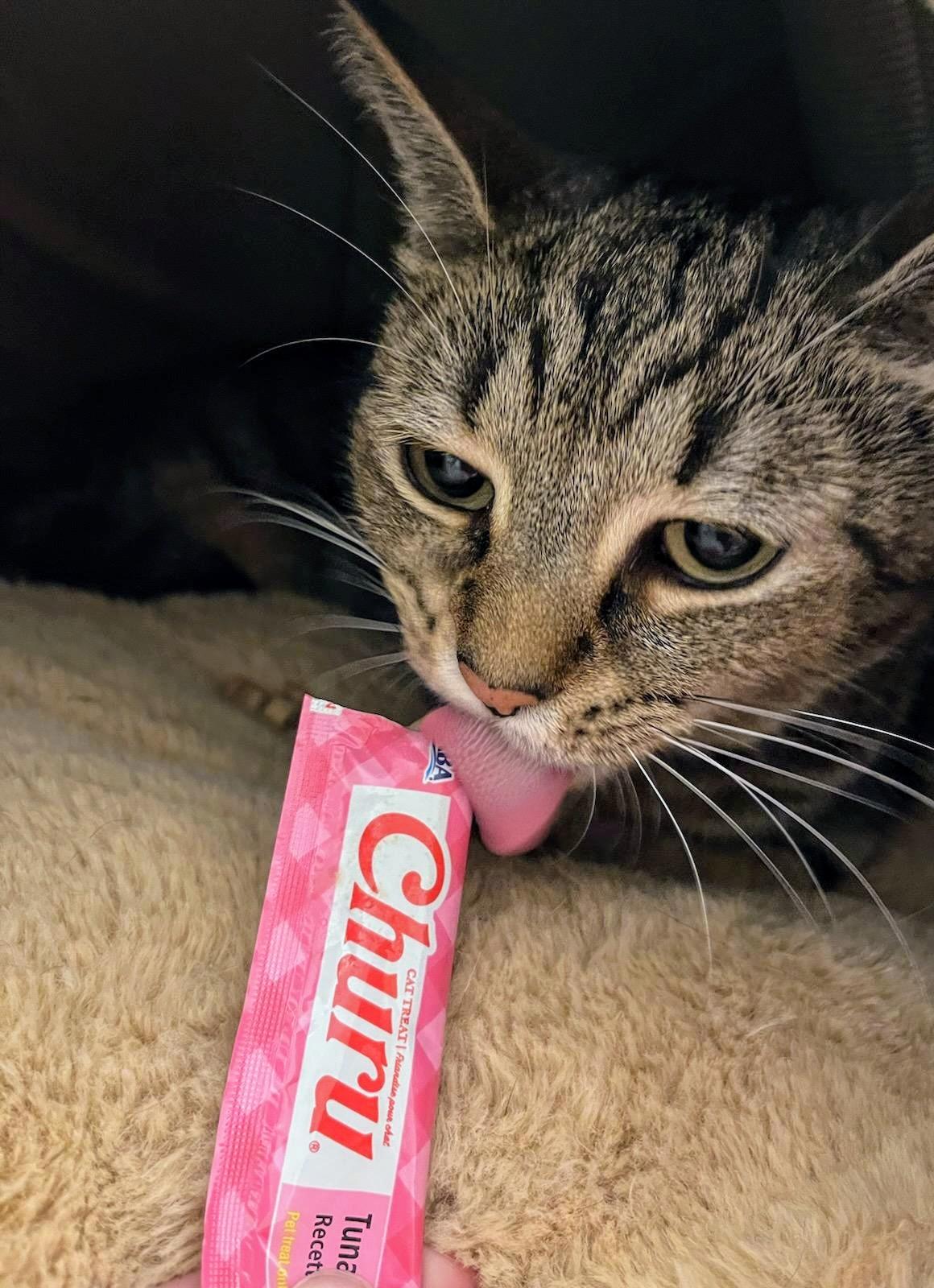 Enlarge Wendy, a Adoptable mixed breed in Blacksburg, VA image 2/4