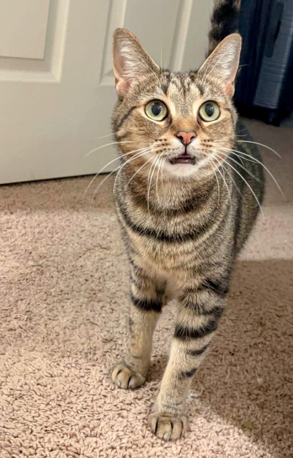 Enlarge Wendy, a Adoptable mixed breed in Blacksburg, VA image 3/4