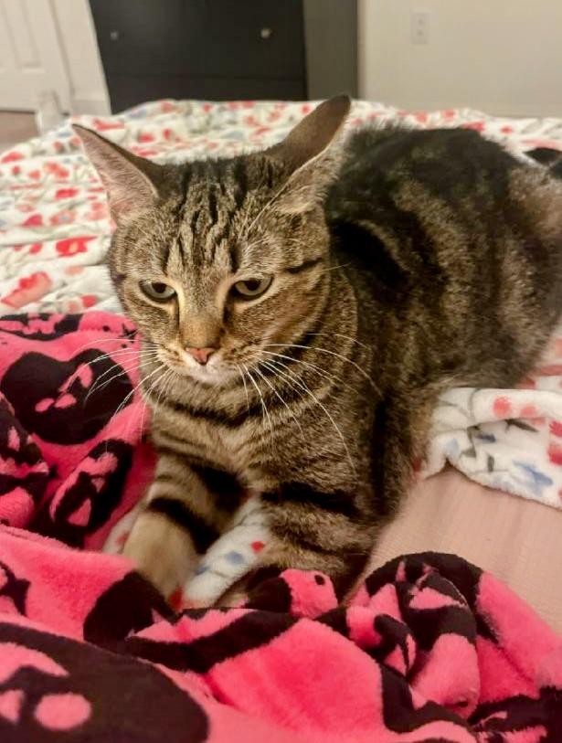 Enlarge Wendy, a Adoptable mixed breed in Blacksburg, VA image 1/4