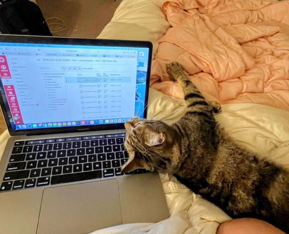 Enlarge Wendy, a Adoptable mixed breed in Blacksburg, VA image 4/4